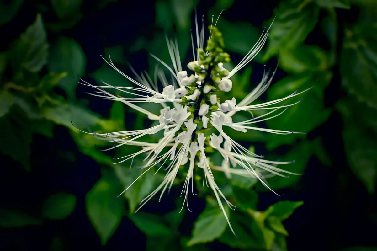 orthosiphon