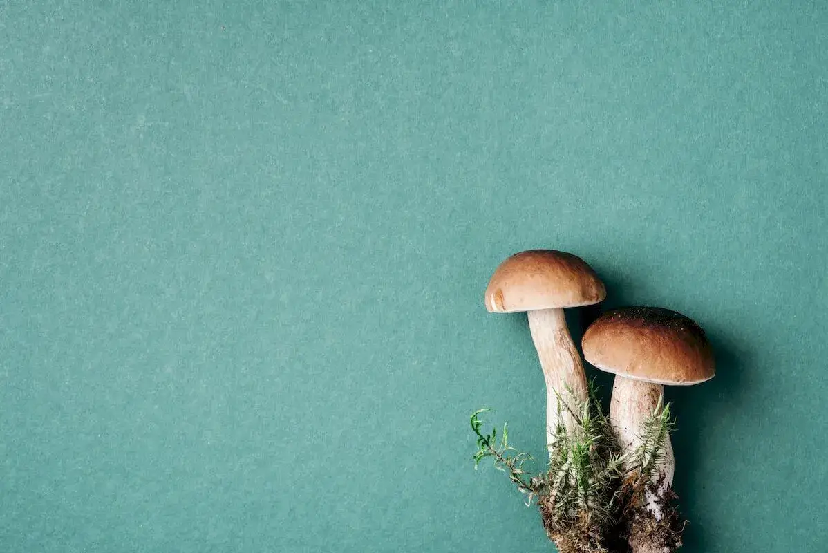 I funghi: calorici o no? Carne o verdura?